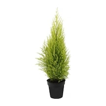 Limon Servi Çamı 35-40 Cm Saksılı