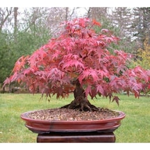 Bodur Bonsai Flamingo Ağacı Tohumu 5 Adet Tohum Yetiştirme Kiti