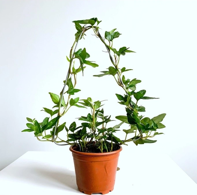 Hedera Helix Sarmaşık Bitkisi Fidanı 10-20 Cm