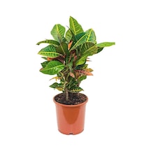 Kraton Bitkisi 20 cm