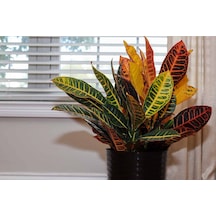 Kraton Croton Petra 20-30 Cm 3 Adet