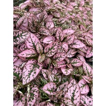 Pembe Renk Yaprağı Güzel Hostes Çiçeği Pink Hypoestes
