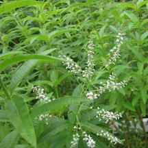 İntense Limon Otu Çiçeği Fidanı 10-20 Cm