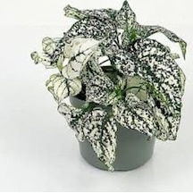 Fittonia Hostes Çiçeği Çilli Yeşil Beyaz 10-20 Cm