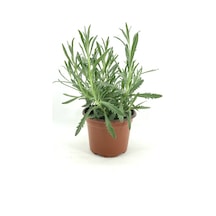 Orkide Moru Lavanta Fidesi Fidanı 10-20 Cm