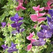 50 Adet Tohum Adaçayı Çiçeği Tohumu Mor Ada Çay Çiçek Tohumu Saks
