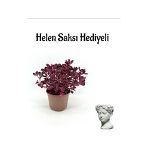 Kadınlar Gününe Özel Çingene Şalvarı Çiçeği Hele Saksı Hediyeli