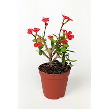 Dikenler Tacı Euphorbia Miili Mini Kırmızı Çiçekli Kaktüs