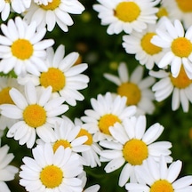 Papatya Tohumu Yerli Anthemis Nobilis L 100 Adet N114583