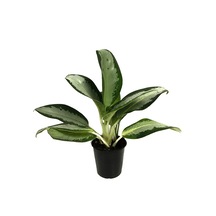 Aglaonema 'Silver Bay' Ø12 CM Y30-35 CM