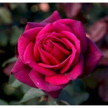 Videolu Fuji Yediveren Kokulu 30 60cm Saksılı 2 Adet Aşılı Gül Fuji Rose