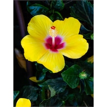Sarı Japon Gülü Çiçeği Fidanı 25-45 Cm Tüplü Çiçekli Bodur Bitkiler Japanese Rose