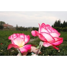 Tüplü Aşılı Yediveren Rozguçar Pembe Beyaz Gül Fidanı