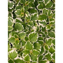 Mis Kokulu Formlu Benjamin Çiçeği Saksılı Sarkıcı Bitki 10-20cm