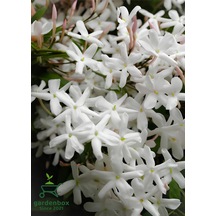 Kokulu Çin Yasemini Çiçeği 1 Adet Saksılı/tüplü 40-60cm Jasminum