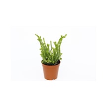 Crassula Muscosa - 50 Adet Sukulent - Teraryum Bitkisi