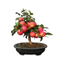 Bodur Elma Bonzai Ağacı Tohumu 5 Adet Tohum Bonsai Ağacı Tohumu