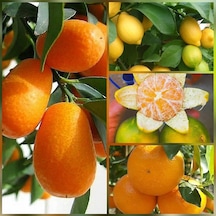 4 Lü Aşılı Özel Narenciye Fidanı Pakedi Kamkat. Yediveren Limon.