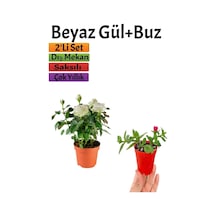 Pembe Gül Fidanı 10-20 Cm + Yer Örtücü Buz Çiçeği Dış Mekan Bitkileri
