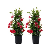 Mandevilla Sarmaşığı - Kırmızı 80-100cm