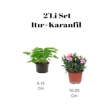 2'li Set Itır Çiçeği Gül Damlası + Pembe Karanfil Balkon Dış Mekan Bitkisi