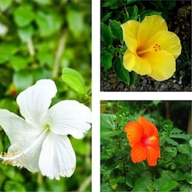 3'lü Karışık Renk Japon Gülü Çiçeği 20-30 Cm Tüplü Çiçekli Bodur Bitki Camellia Japonica