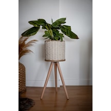 Bej Saksı-ağaç Ayak