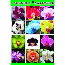 100 Adet Orkide Tohumu + 10 Adet Hollanda Gülü Tohumu N117039