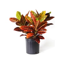 Kraton Bitkisi 60 Cm Boy Croton Petra 17 Cm Saksı Çapı Kroton Ev Bitkisi Ofis Bitkisi Salon Bitkisi