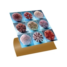 Tink Kendinden Yapışkanlı Deniz Kestaneleri Desenli Pvc Karo 30x30 Cm