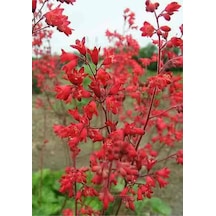 10 Adet Red Heuchera Fırefly Tohumu