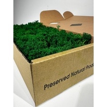 Reindermoss Şoklanmış Norveç Yosunu Terarium Yosunu Grass Green 500 Gr.
