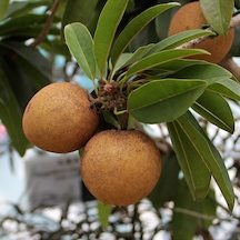 Sapodila Fidanı 2 Yaş 15-20 Cm 2 Adet
