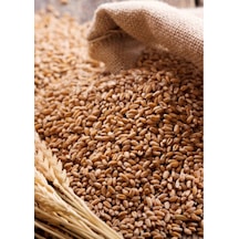 5 Kg Yemlik Buğday / Kuş Tavuk Kaz Ördek Yemi, %100 Doğal