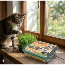 Sindirim Rahatlatıcı Kedi Çimi