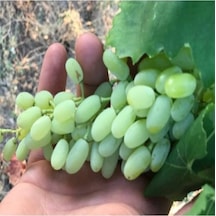 Taze Beyaz Üzüm 500 Gr