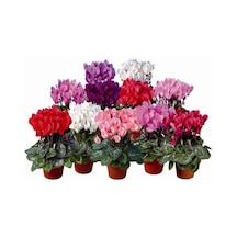 Sıklamen(Cyclamen) 5’li Karışık Renklerde