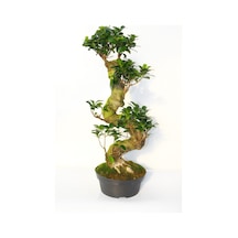 GİNSENG 10 YAŞINDA  60 CM