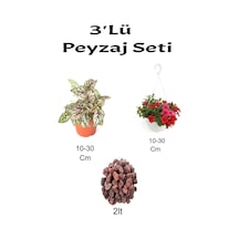 3'lü Peyzaj Seti Pembe Hostes Kırmızı Petunya Çiçeği Curf