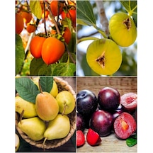 4 Çeşit Karışık Meyve Fidanı Hurma , İncir , Armut ve Kara Erik
