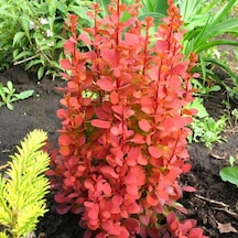 Fidanistanbul Berberis Thunbergii Orange Rocket. Saksıda