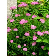 Videolu Pembe Çiçekli Keçi Sakalı Ispirya Fidanı 60-80 Cm 1 Adet Saksılı Dış Mekan Bitkisi Spiraea