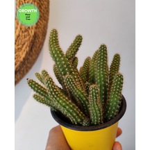 Chamaecereus Silvestrii Kaktüs 1 Adet