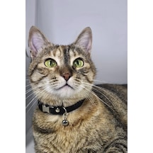 Ayarlanabilir - Sesli Zilli- Siyah Kedi Tasması 12 Farklı Renk Seçeneği -kedi Boyun Tasması