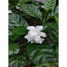 Kokulu Gardenya Bitkisi 25-45 Cm Saksılı/tüplü Dış Mekan Sarmaşık Bitkileri Jasminoides