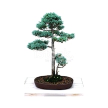 Mavi Selvi Bonzai Ağacı Tohumu 5 Tohum + Bonsai Tohumu