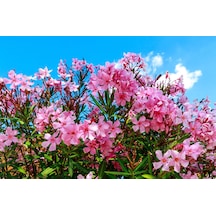 Zakkum - Nerium Oleander 3 Adet