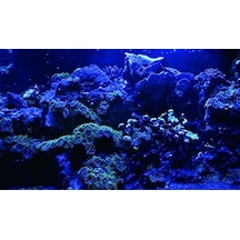 Kanki Pet 85 Cm Akvaryum Arka Fon Yapıştırma 85x50 Cm Kp8550025