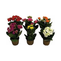 Kalanşo Çiçeği Fidanı Kalanchoe Kalandiva 5 Adet 10-20 Cm