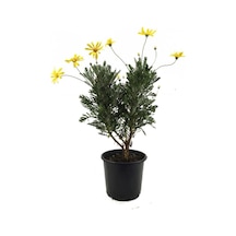 Sarı Çalı Papatyası Sarı Papatya 2040cm 1 Adet Saksılı Shasta Daisy